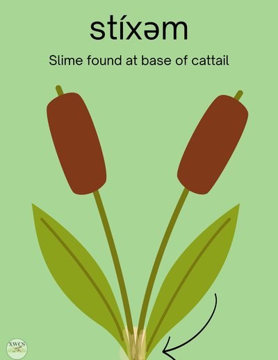 13_cattail_vocab_