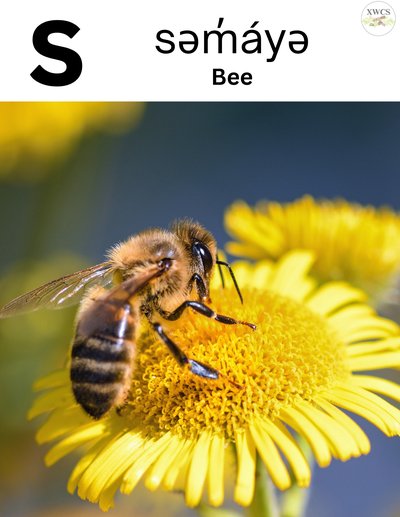 16_reptiles_insects_flashcards