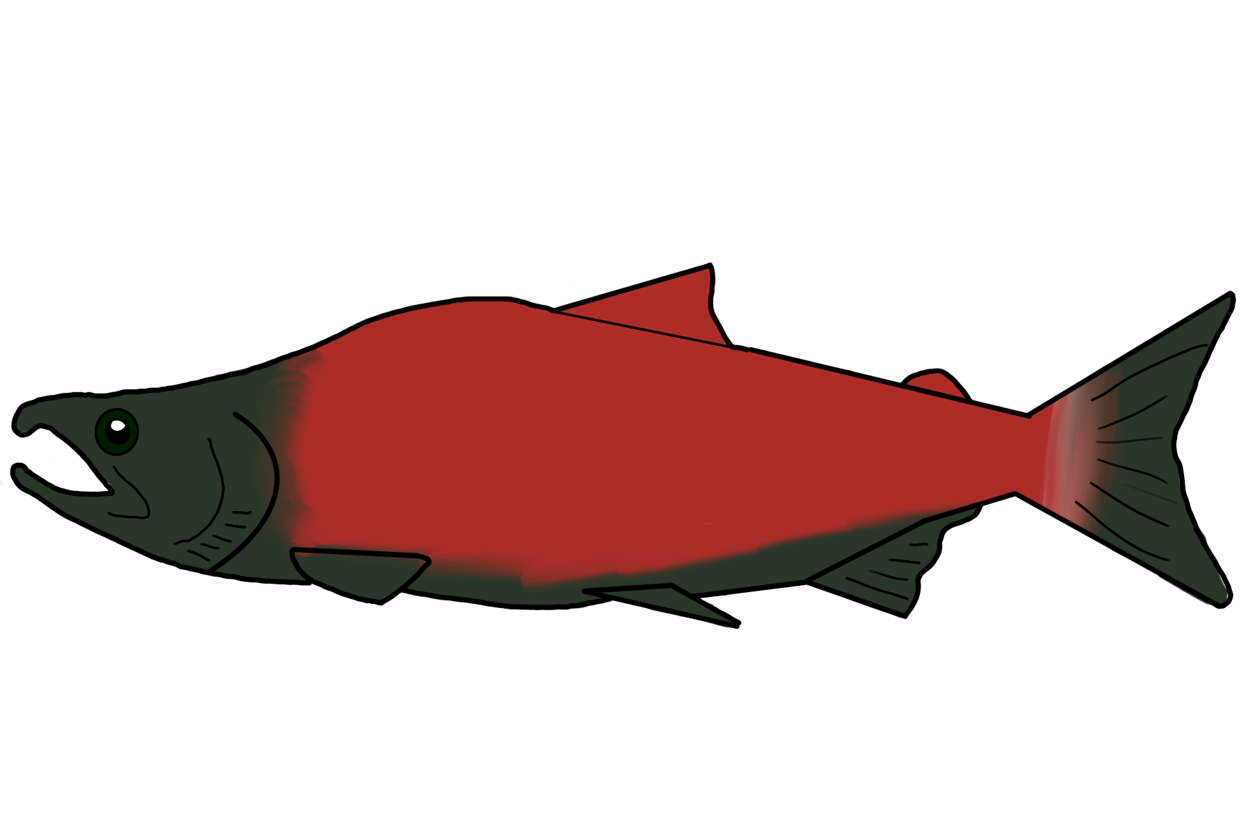 Sockeye,_Salmon
