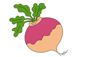 Turnip