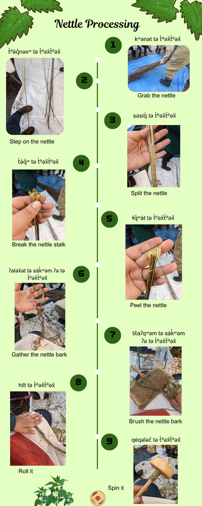 Nettle Processing Infographic